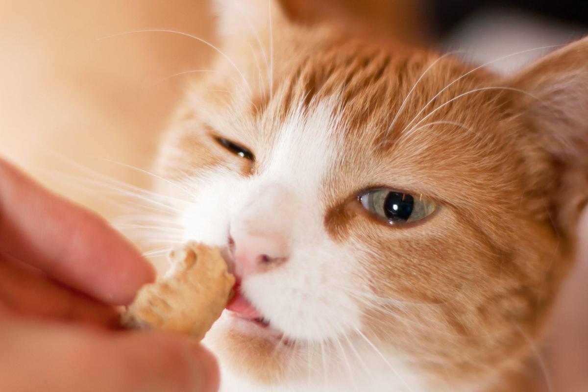 recetas de golosinas para gatos 22789 orig