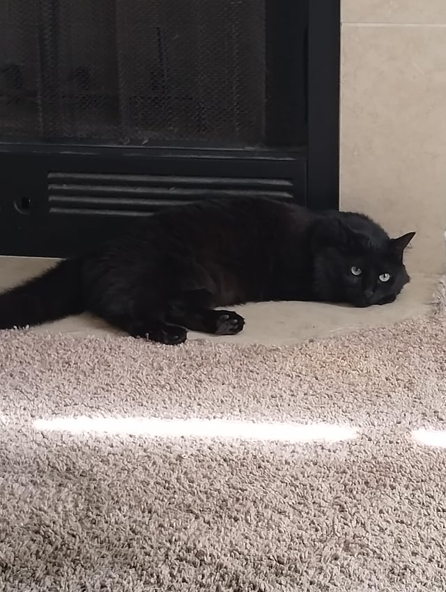 Cómo enseñar a tu gato a no tirar objetos de las mesas y estanterías 2 rvbc7q9sz2oc1