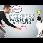 sddefault