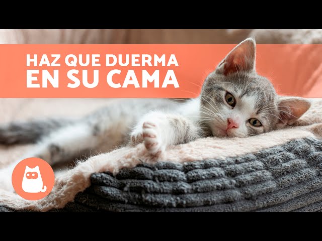 Cómo entrenar a un gato para que acepte nuevas zonas de descanso 3 sddefault 3
