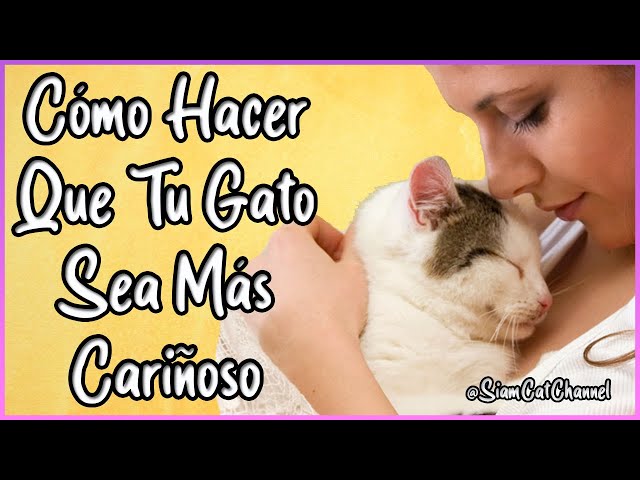 Cómo hacer que un gato arisco sea más amigable con la familia 2 sddefault 6