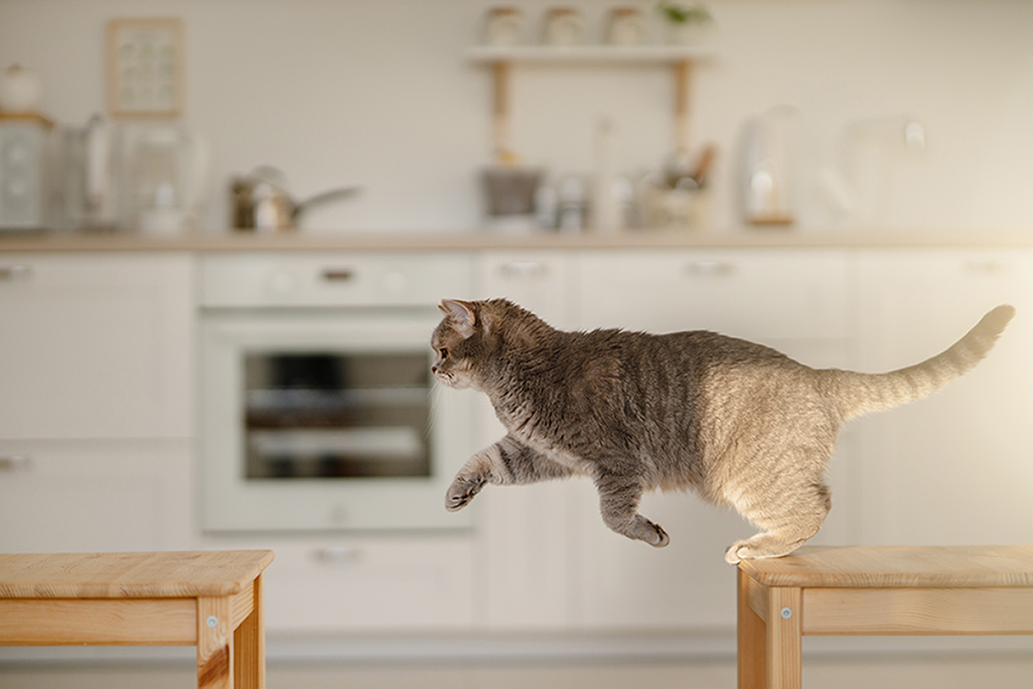 Consejos para enseñar a tu gato a no saltar a lugares altos 4 shutterstock 2098237051.4