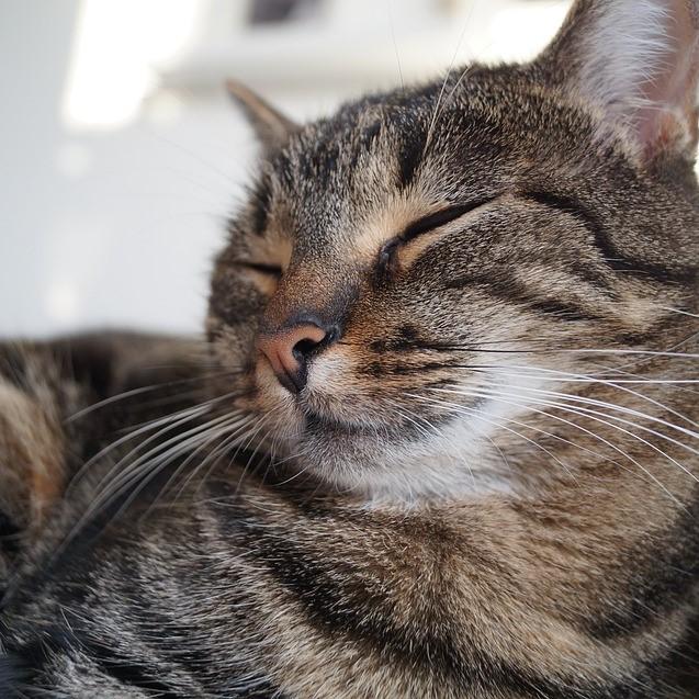 socializar a un gato adulto 20990 orig