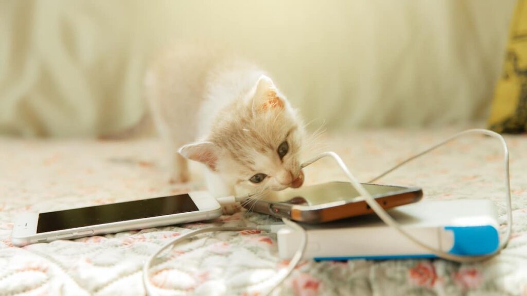 stop cats chewing cords
