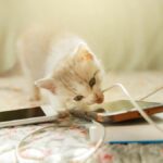Métodos positivos para evitar que tu gato mastique cables y cordones 6 stop cats chewing cords