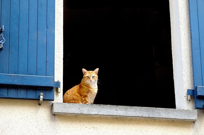 Cómo lograr que tu gato deje de saltar sobre las ventanas 4 survet gato caida ventana 01