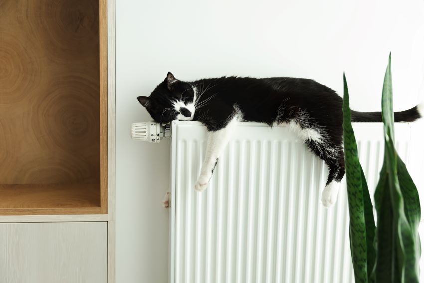 temperatura ambiente ideal para gatos