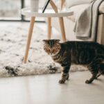 tener gato departamento pequeno