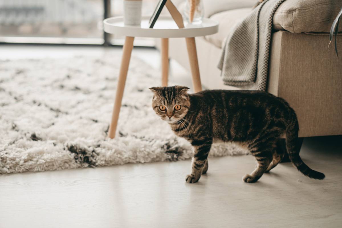 Entrenamiento positivo para gatos que deben adaptarse a vivir en un balcón 1 tener gato departamento pequeno
