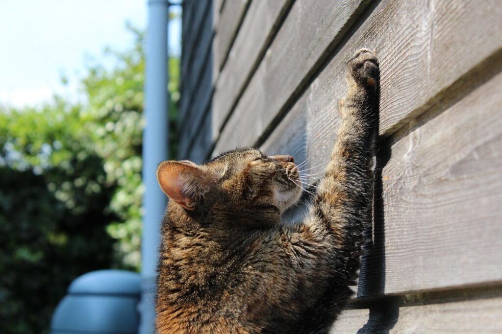 Cómo hacer que tu gato sea menos territorial con otras mascotas 26 trucos para que mi gato no marque territorio 20364 orig