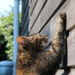 Cómo reducir el comportamiento territorial de tu gato usando refuerzo positivo 6 trucos para que mi gato no marque territorio 20364 orig