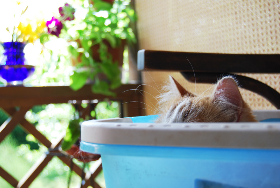 Gato 3 un espacio seguro e intimo