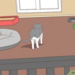 v4 460px Retrain a Cat to Use the Litter Box Step 1 Version 5