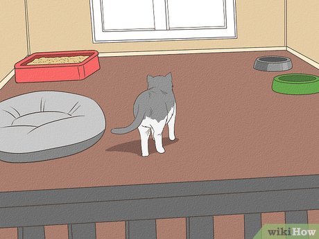 v4 460px Retrain a Cat to Use the Litter Box Step 1 Version 5