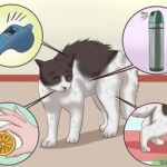 Entrenamiento positivo para reducir los ataques repentinos en gatos 6 v4 460px Train a Cat to Stop Doing Almost Anything Step 5 Version 3