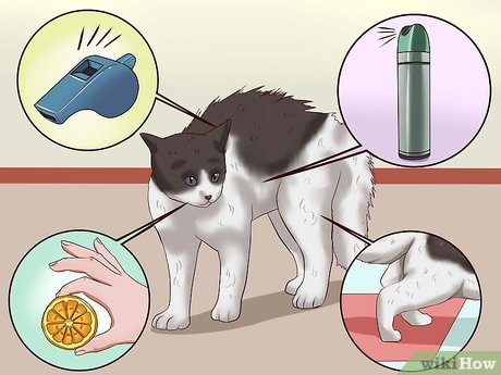 v4 460px Train a Cat to Stop Doing Almost Anything Step 5 Version 3