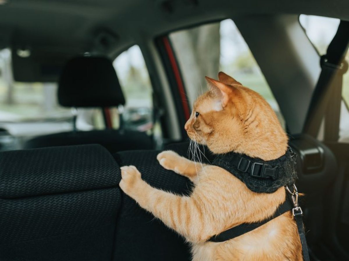 Entrenamiento positivo para gatos en viajes largos 2 viajar gato coche 1200x900 1