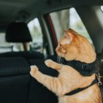 viajar gato coche