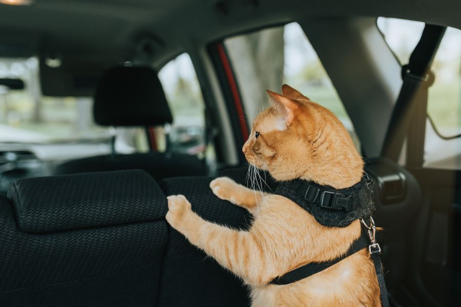 Entrenamiento positivo para gatos en viajes largos 4 viajar gato coche