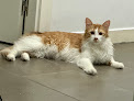 Móstoles 3 Negocio Anicura Estoril Hospital Veterinario | Urgencias 24h