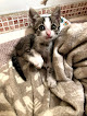 Torrejón De Ardoz 1 Negocio Anicura Madrid Este Hospital Veterinario | Urgencias 24h