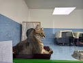 Cdad. Lineal 16 Negocio Animal Solución Guardería Canina Perros Gatos Conejos