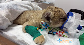 Negocio Animales ExÓticos 24h - Veterinarios Especialistas