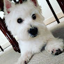 Negocio Anubis Clinica Veterinaria