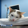 Negocio Bluevet Veterinario Las Matas