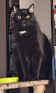 Negocio Buenavista Veterinarios S.l.