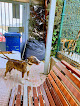 Móstoles 1 Negocio Centro Municipal De Acogida De Animales Abandonados