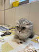 Negocio Centro Veterinario Aluche Las Águilas