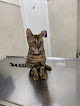 Negocio Centro Veterinario Chamberí