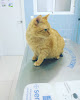 Torrejón De Ardoz 6 Negocio Centro Veterinario Confivet