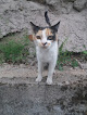 Tres Cantos 7 Negocio Centro Veterinario Foresta