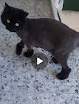 Negocio Centro Veterinario Ópera