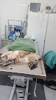 Negocio Centro Veterinario Patitas