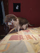 Negocio Centro Veterinario Pozuelo Estación
