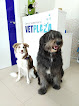Negocio Centro Veterinario Vetplaza