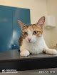 Negocio Centro Veterinario Vicalcán - Vicálvaro
