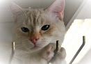 Negocio ClÍnica Veterinaria ButragueÑo