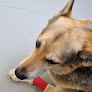 Torrejón De Ardoz 22 Negocio Clínica Veterinaria Adel