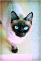 Negocio Clínica Veterinaria Alazores