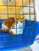 Negocio Clínica Veterinaria Alcor 3