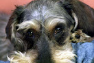 Negocio Clínica Veterinaria Alonso Cano