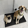 Negocio Clínica Veterinaria Alpedrete
