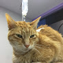 Negocio Clínica Veterinaria Altamira