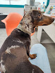 Negocio Clínica Veterinaria Argos