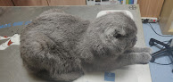Cdad. Lineal 17 Negocio Clinica Veterinaria Ascao