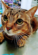Móstoles 19 Negocio Clínica Veterinaria Barcelona